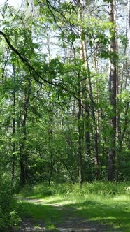 Vertical Video of a Forest with Trees