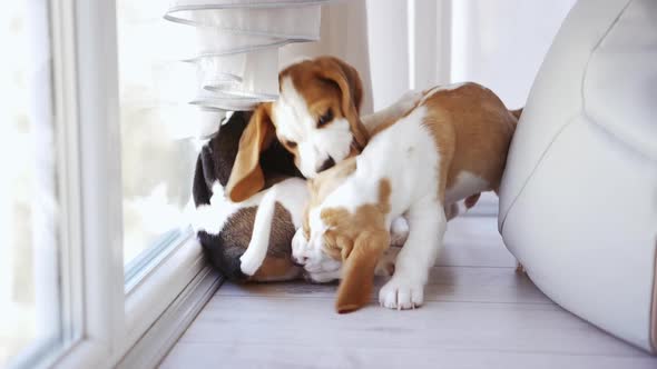 Two Cute Little Beagle Puppies Playing with Each Other Near Window in Slowmotion