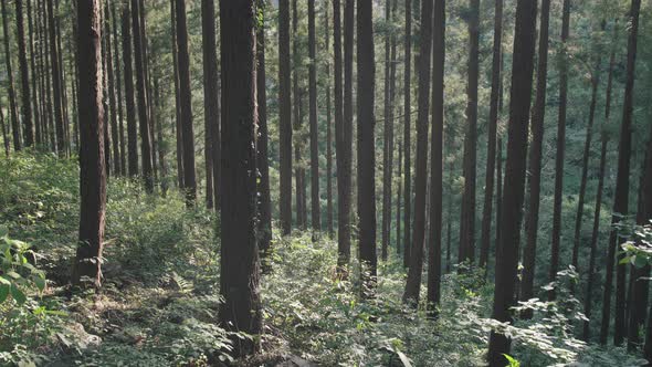 Japanese Forest