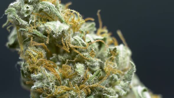 Panning shot of a healthy Weed Nugget Bud, marijuana, Cannabis