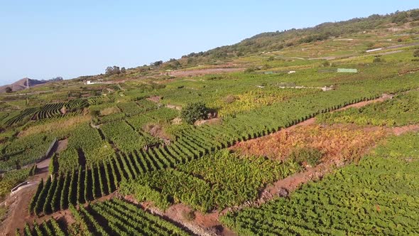 Vineyards at Sunset