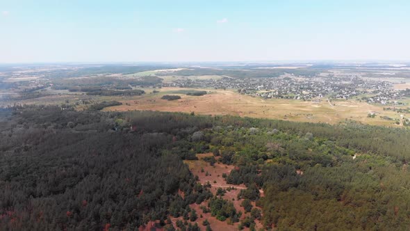 Aerial View on Pine Forest with Fields. Wood Park with Green Trees