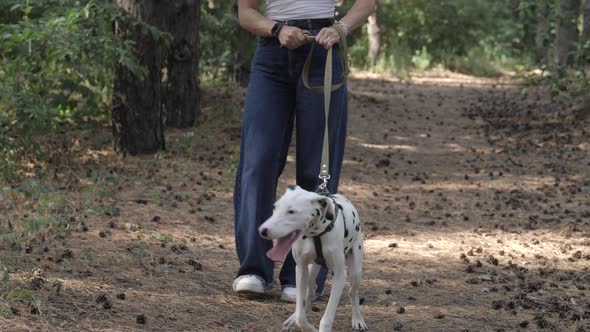 Walk with Pet