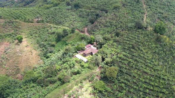 Colombian Banana Farm and Coffee