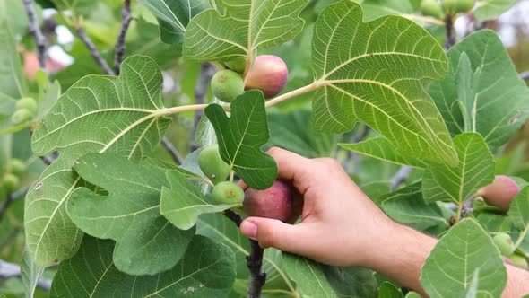 Pluck a Fig Fruit