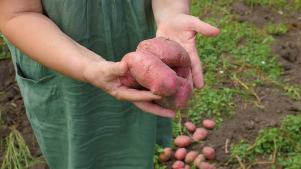 Top View Unrecognizable Close Up of Large Delicious Potato Vegetable in the Hands of a Male Farmer