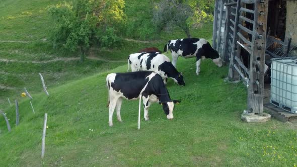 Black and white cows grazing green grass beside a vintage lumber stable with plastic water reservoir