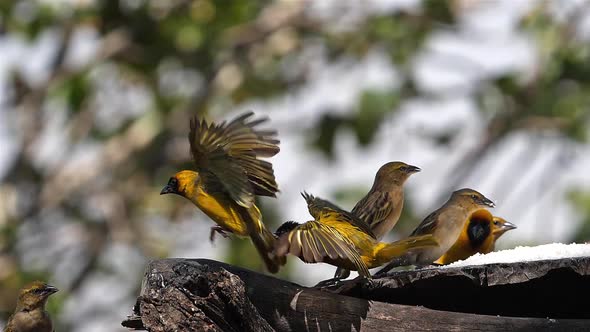 980317 Northern Masked Weavers, Ploceus taeniopterus, group at the Feeder, in flight, Lake Baringo i