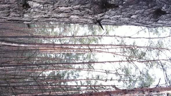 Vertical Video of Trees in a Pine Forest Slow Motion