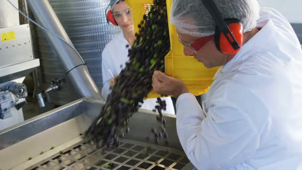 Technician putting harvested olive in machine