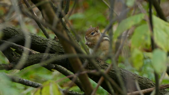 Chipmunk perched on a tree branch feeding from seeds in his hands.