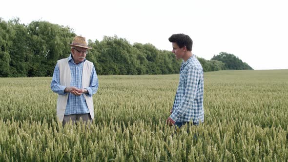 Two Male Farmers of Different Ages Meet Shake Hands and Talk in Wheat Field