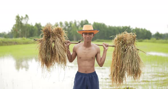 Young farmer arrying the rice seedlings on his shoulder