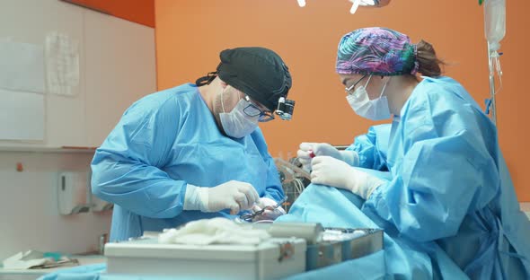 Male Veterinarian in Glasses White Gloves Cap and in Surgical Outfit While He is Operating the Back