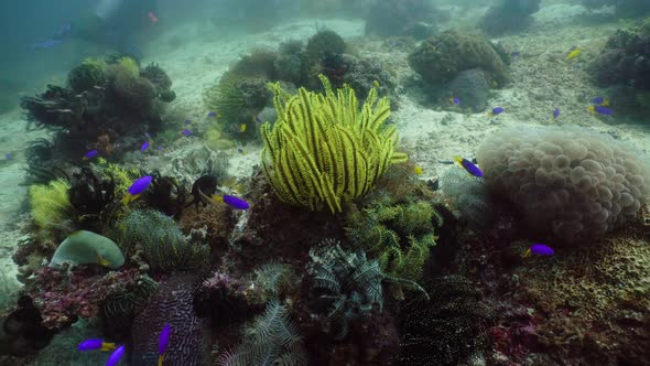 Coral Reef and Tropical Fish Underwater. Camiguin, Philippines