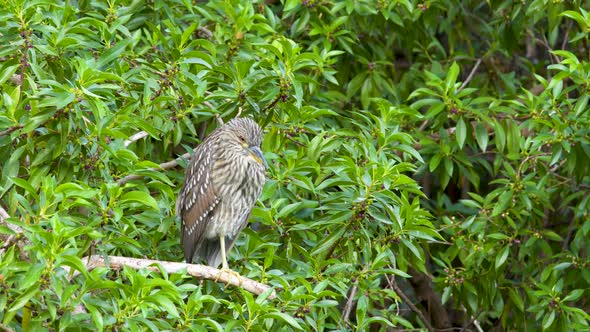 A juvenile Black-crowned night heron standing peacefully on a branch