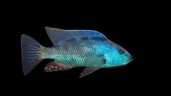 Nimbochromis Fish alt