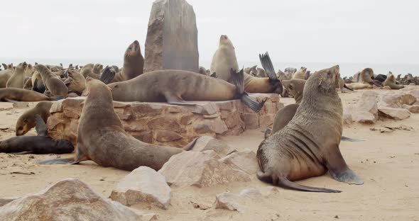 Lots of seals are resting on the beach, big colony at Cape Cross, Namibia, 4k