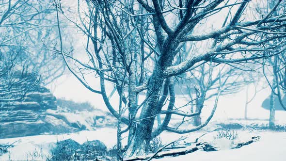 Winter Deciduous Forest on a Foggy Morning