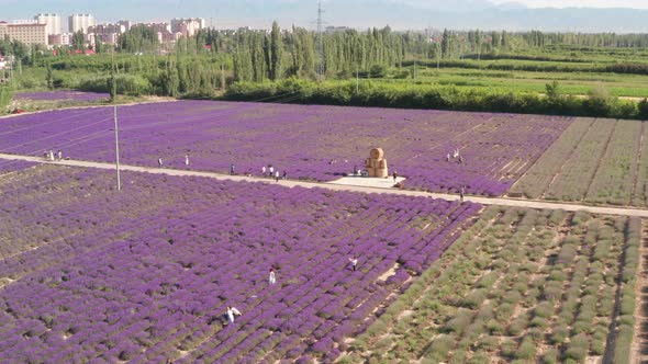 Lavender manor on a sunny day