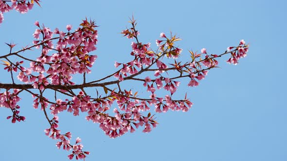 Japanese Sakura