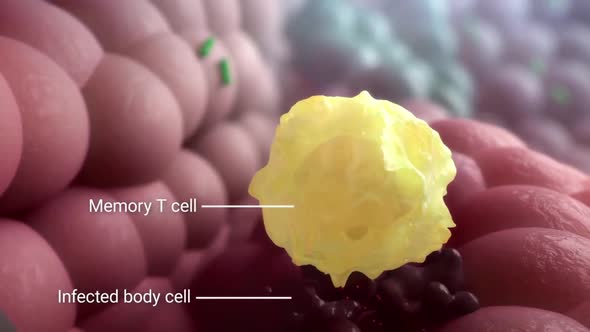 Memory T cell destroys infected cells