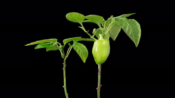 Time Lapse of Growth Sweet Bell Peppers Plants