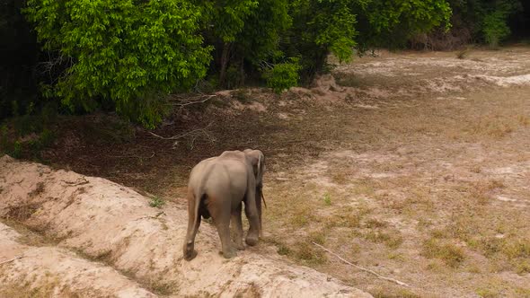 Elephant in a Nature Reserve in Sri Lanka