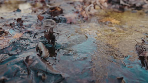 Brook with Withered Leaves in Spring