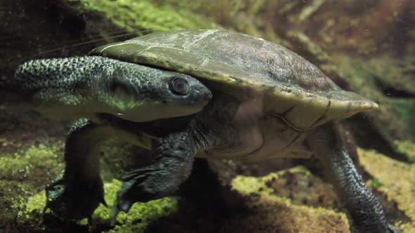 Roti Island snake necked turtle (Chelodina mccordi)