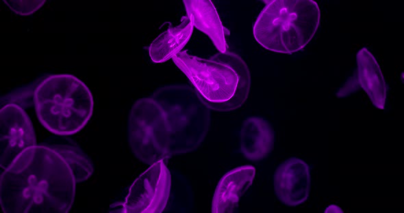 Jelly fish in water tank