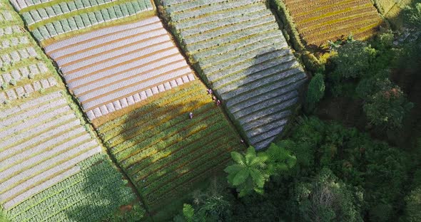 Aerial top down shot of farmer working on terraced vegetable plantation on mountain during sunlight