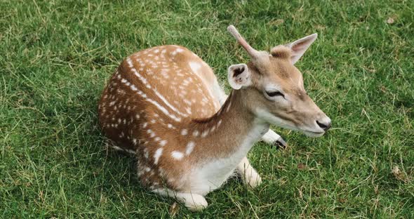 Deer Belches and Chews Food Against Background of Green Grass