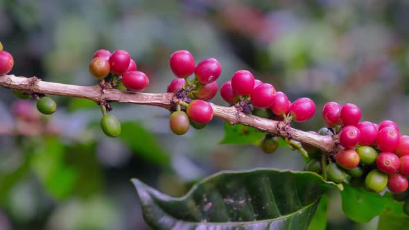 Organic Arabica coffee beans on coffee tree branch