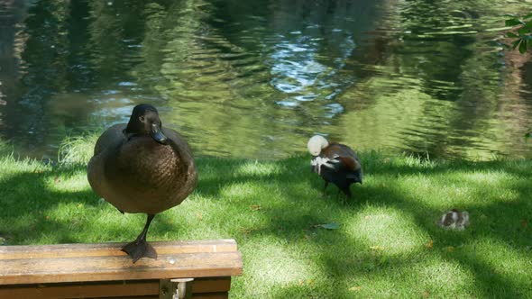 Mallard duck stand at bench with one leg at Botanical Garden, Christchurch