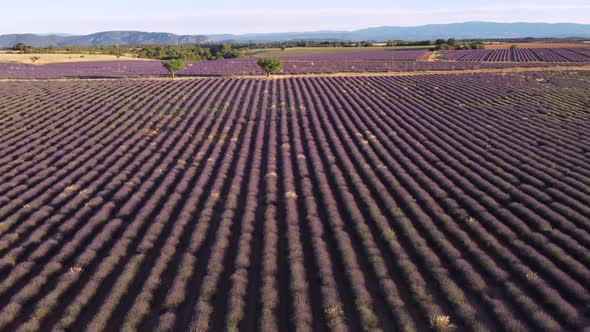 Plateau de Valensole lavender field in Provence, France aerial view