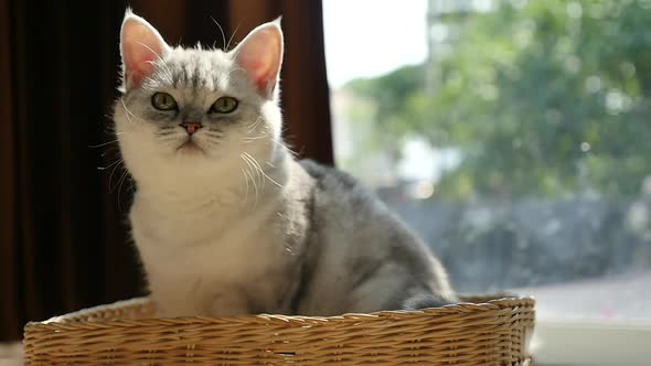 Cute Kitten Playing In A Basket