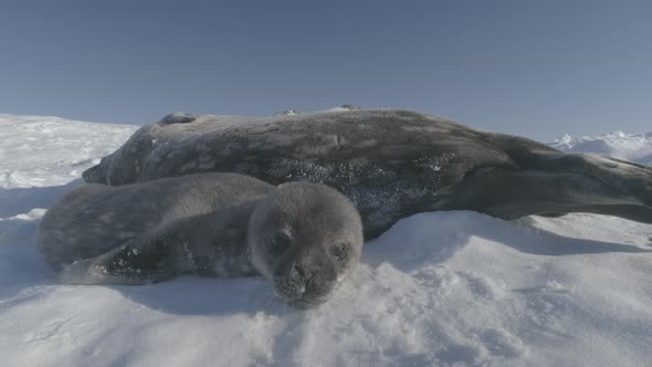 Baby Weddell Seal Sniff Camera Antarctica Close-up