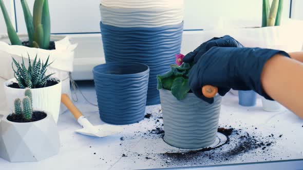 Woman Gardener Hands Transplantion Violet in a Pot