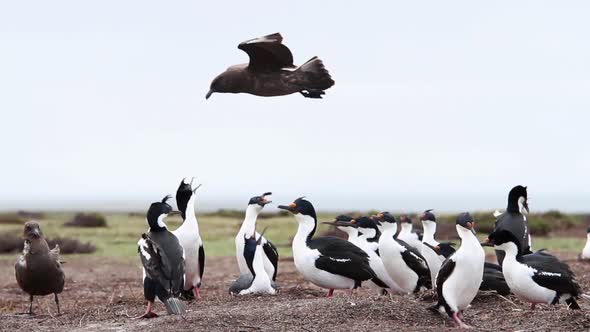 Rock Hopper Penguins Shot In The Falkland Islands