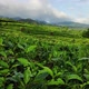 Tea plantation clip - VideoHive Item for Sale
