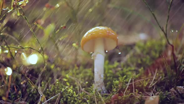 Amanita Muscaria, Fly Agaric Mushroom In a Sunny Forest in the Rain