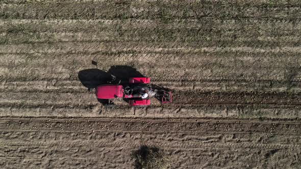 Farmer Digs Potatoes with a Small Tractor