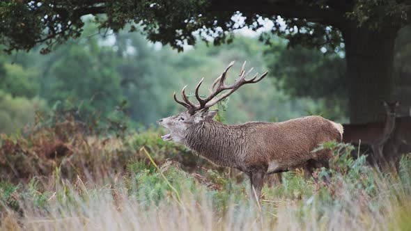 Male Red Deer Stag (cervus elaphus) during deer rut at sunset in beautiful golden sun light in fern 