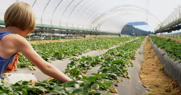 Girls picking strawberries in the farm 4k