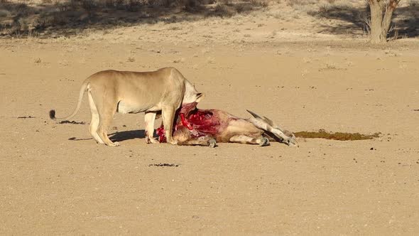 Graphic: Bloody Africa Lion chews a recently killed Eland