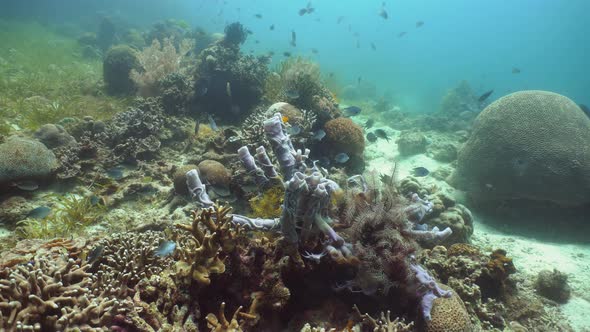 The Underwater World of a Coral Reef