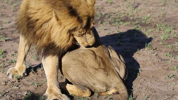 Close-up of a male lion licking and cleaning himself in the wild