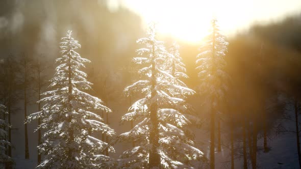 Splendid Christmas Scene in the Mountain Forest. Colorful Winter Sunrise