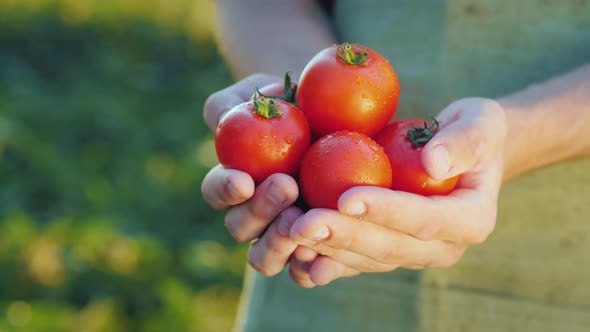 The Farmer's Hands Hold Juicy Red Tomatoes